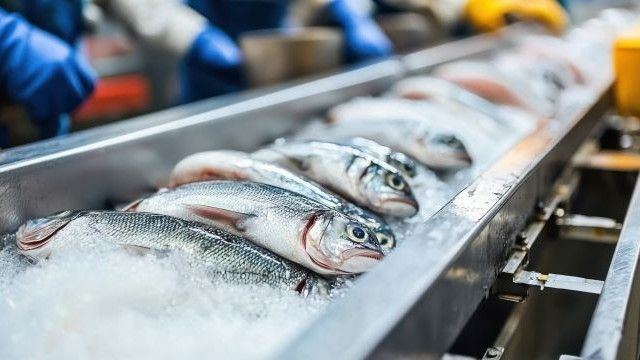 Fish on conveyor belt in seafood factory (1)