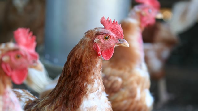 Poultry-mechanically deboned meat processing 640x360