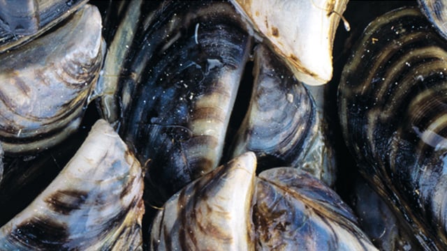 PureBallast learn more 640x360 large