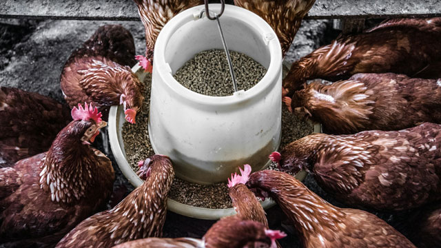 livestock-feed.jpg