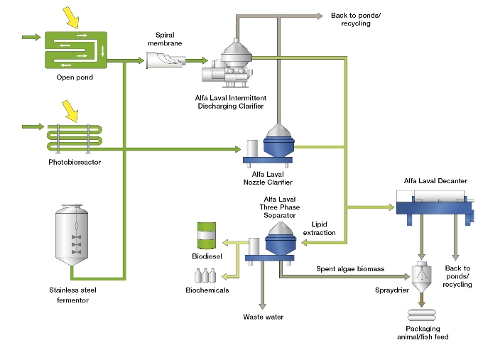 Algae%20process%20flowchart.jpg