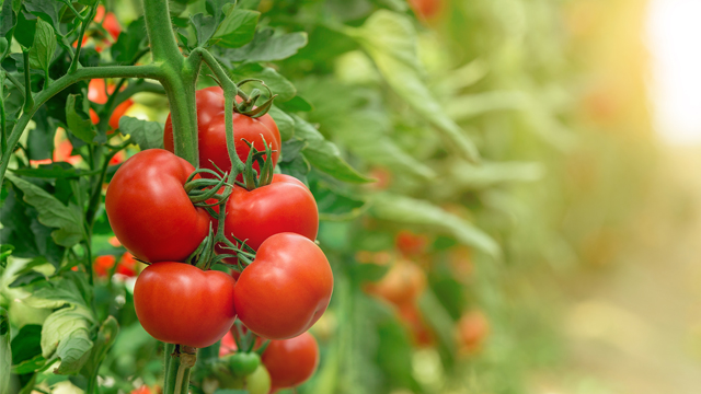 Tomato_640x360.jpg